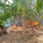 BNPB Laporkan Penanganan Darurat Bencana di Berbagai Wilayah